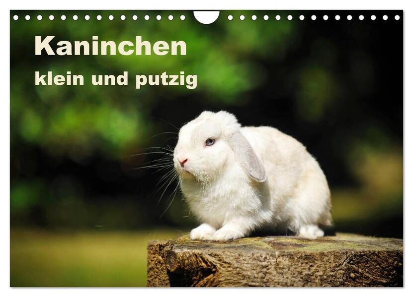 Kaninchen klein und putzig (Wandkalender 2026 DIN A4 quer) CALVENDO Monatskalender