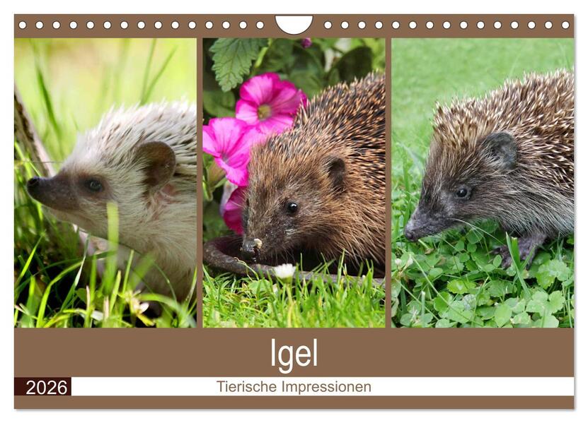 Igel 2026. Tierische Impressionen (Wandkalender 2026 DIN A4 quer) CALVENDO Monatskalender