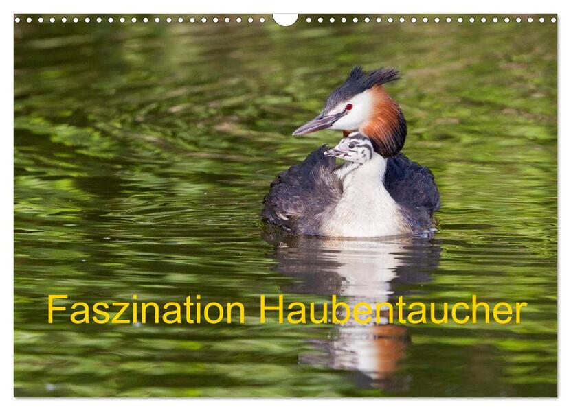 Faszination Haubentaucher (Wandkalender 2026 DIN A3 quer) CALVENDO Monatskalender