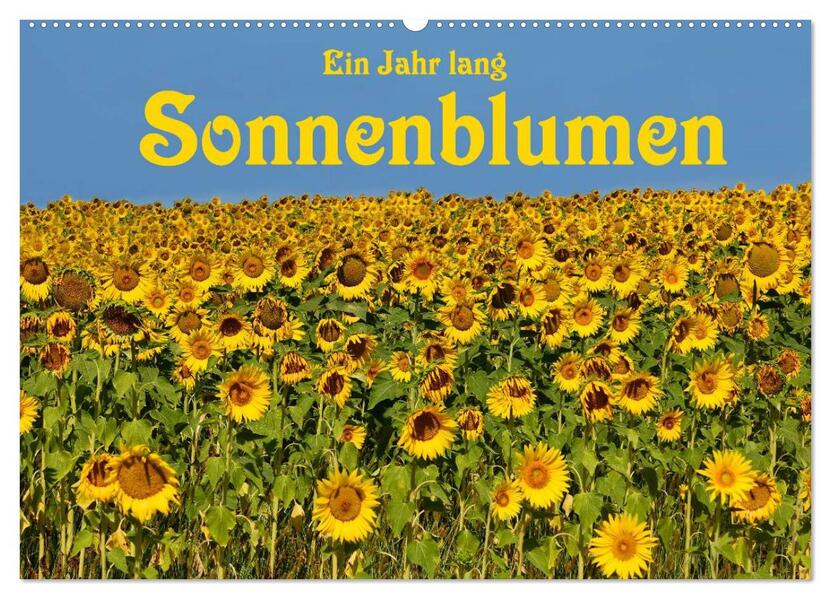 Ein Jahr lang Sonnenblumen (Wandkalender 2026 DIN A2 quer) CALVENDO Monatskalender