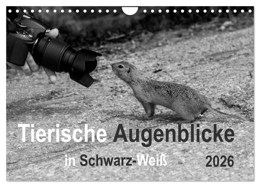 Tierische Augenblicke in Schwarz-Weiß (Wandkalender 2026 DIN A4 quer) CALVENDO Monatskalender