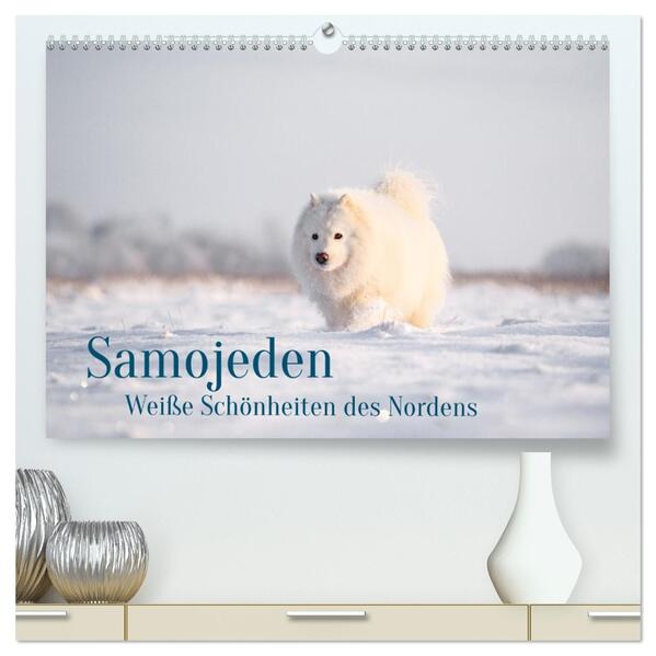 Samojeden - Liebenswerte Fellkugeln (hochwertiger Premium Wandkalender 2026 DIN A2 quer) Kunstdruck in Hochglanz