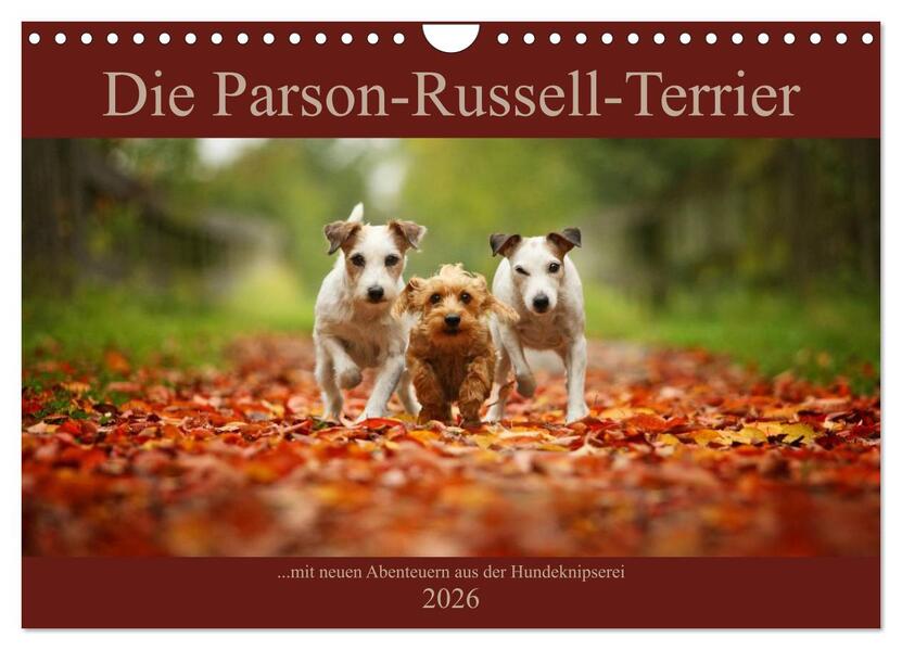Die Parson-Russell-Terrier ...mit neuen Abenteuern aus der Hundeknipserei (Wandkalender 2026 DIN A4 quer) CALVENDO Monatskalender