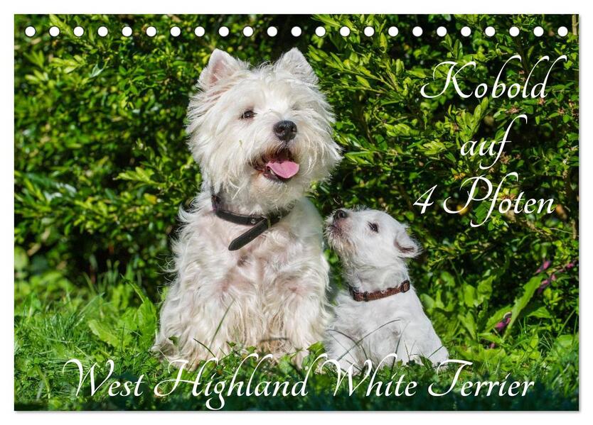 Kobold auf 4 Pfoten - West Highland White Terrier (Tischkalender 2026 DIN A5 quer) CALVENDO Monatskalender