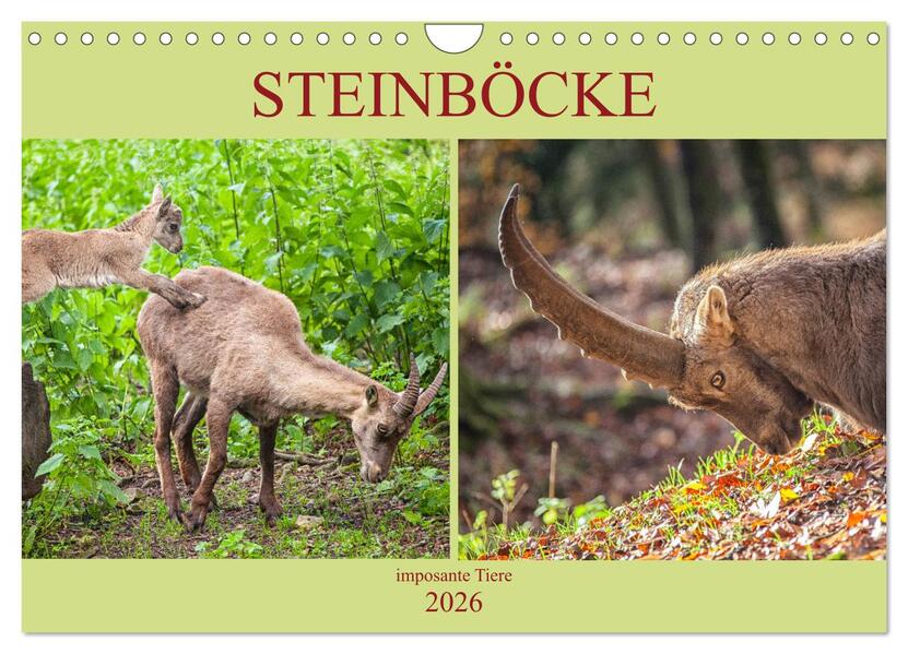 Steinböcke - imposante Tiere (Wandkalender 2026 DIN A4 quer) CALVENDO Monatskalender