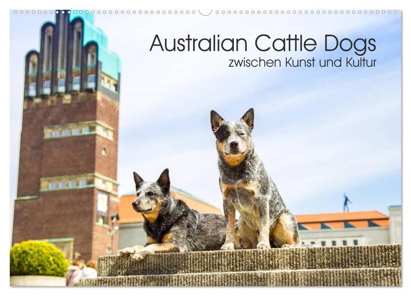 Australian Cattle Dogs zwischen Kunst und Kultur (Wandkalender 2026 DIN A2 quer) CALVENDO Monatskalender