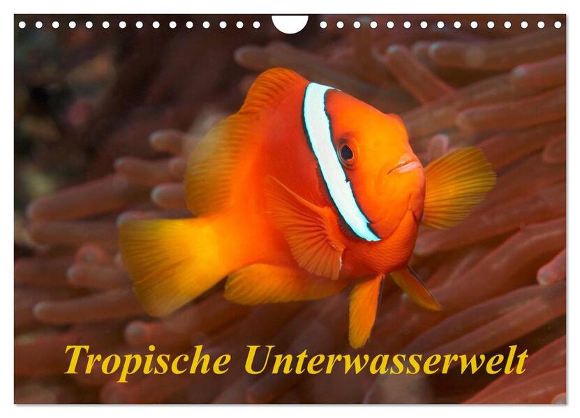 Tropische Unterwasserwelt (Wandkalender 2026 DIN A4 quer) CALVENDO Monatskalender