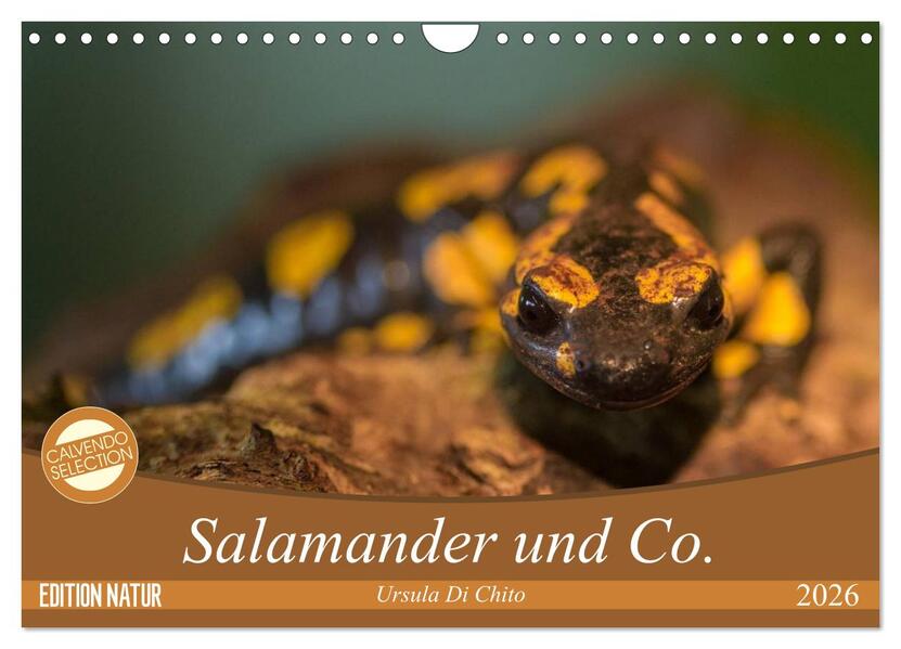 Salamander und Co. (Wandkalender 2026 DIN A4 quer) CALVENDO Monatskalender