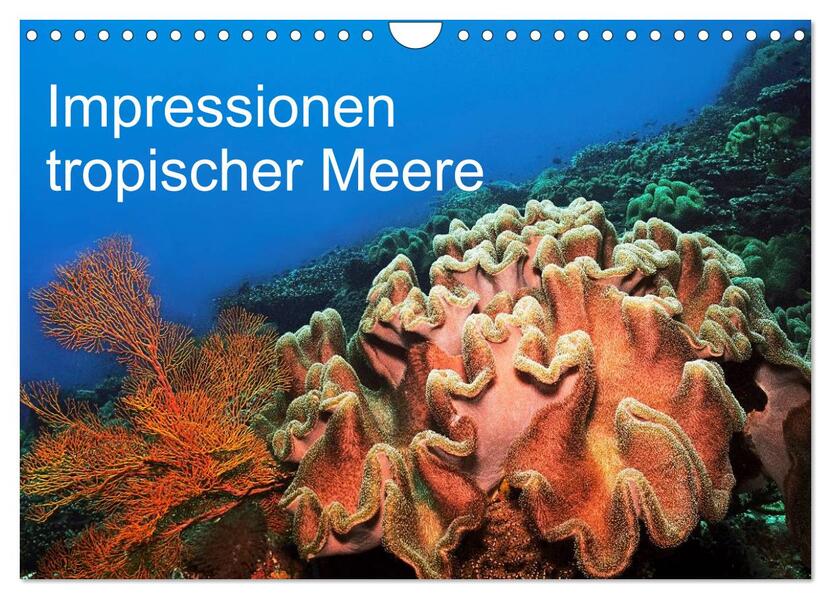 Impressionen tropischer Meere (Wandkalender 2026 DIN A4 quer) CALVENDO Monatskalender