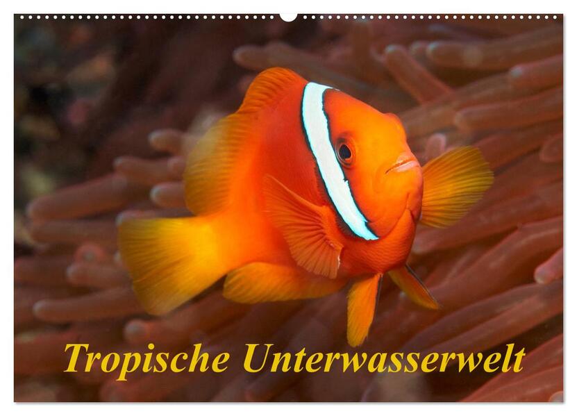 Tropische Unterwasserwelt (Wandkalender 2026 DIN A2 quer) CALVENDO Monatskalender