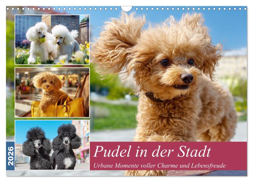 Pudel in der Stadt. Urbane Momente voller Charme und Lebensfreude (Wandkalender 2026 DIN A3 quer) CALVENDO Monatskalender