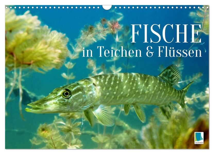 Fische in Teichen und Flüssen (Wandkalender 2026 DIN A3 quer) CALVENDO Monatskalender