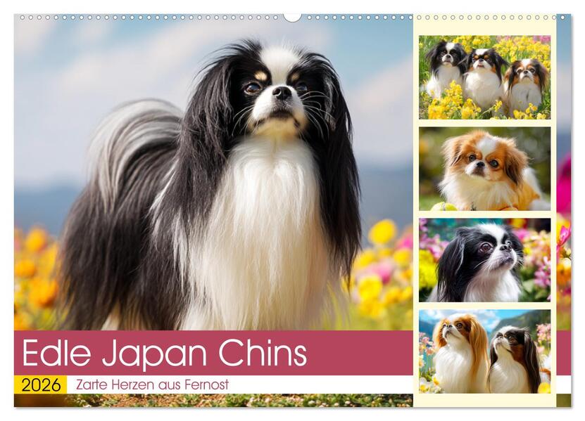 Edle Japan Chins. Zarte Herzen aus Fernost (Wandkalender 2026 DIN A2 quer) CALVENDO Monatskalender