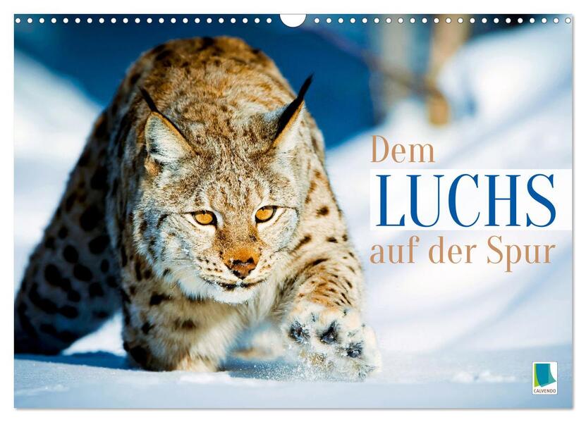 Dem Luchs auf der Spur (Wandkalender 2026 DIN A3 quer) CALVENDO Monatskalender