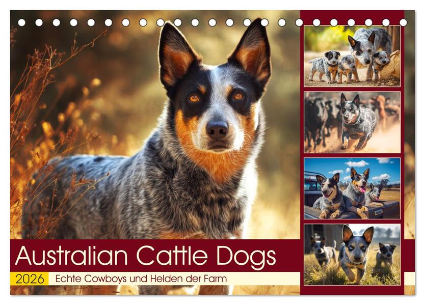 Australian Cattle Dogs. Echte Cowboys und Helden der Farm (Tischkalender 2026 DIN A5 quer) CALVENDO Monatskalender