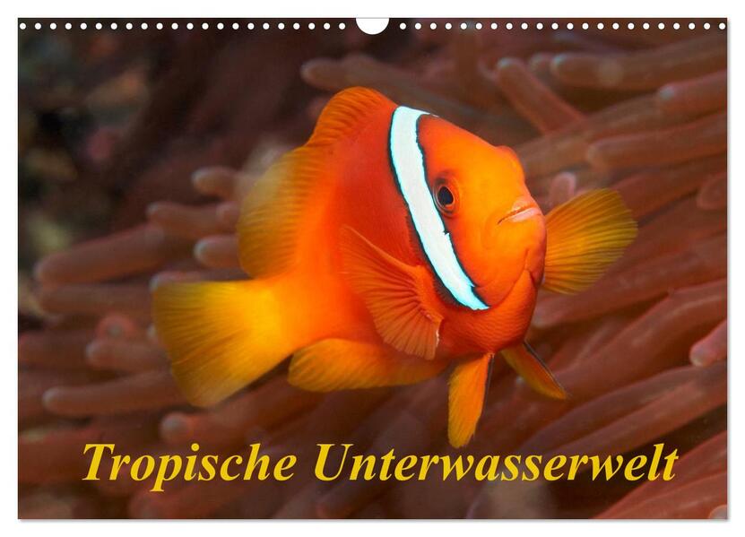 Tropische Unterwasserwelt (Wandkalender 2026 DIN A3 quer) CALVENDO Monatskalender
