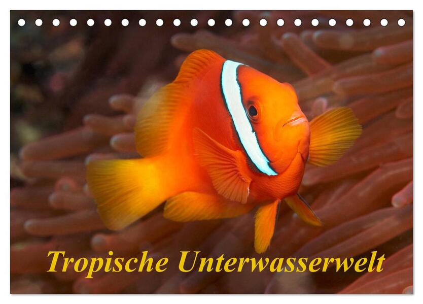 Tropische Unterwasserwelt (Tischkalender 2026 DIN A5 quer) CALVENDO Monatskalender