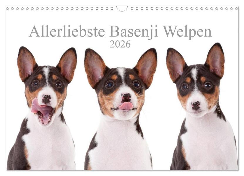 Allerliebste Basenji Welpen 2026 (Wandkalender 2026 DIN A3 quer) CALVENDO Monatskalender