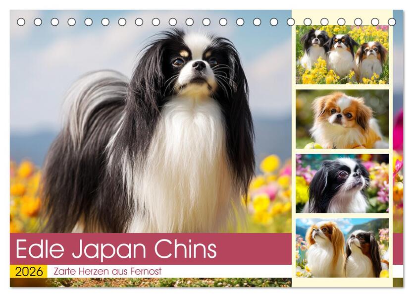 Edle Japan Chins. Zarte Herzen aus Fernost (Tischkalender 2026 DIN A5 quer) CALVENDO Monatskalender