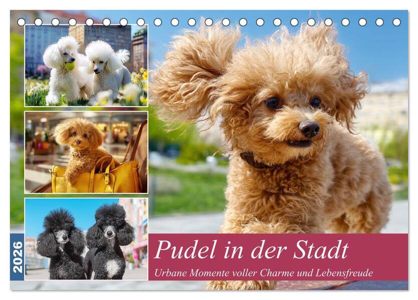 Pudel in der Stadt. Urbane Momente voller Charme und Lebensfreude (Tischkalender 2026 DIN A5 quer) CALVENDO Monatskalender