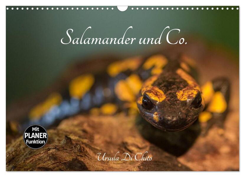 Salamander und Co. (Wandkalender 2026 DIN A3 quer) CALVENDO Monatskalender
