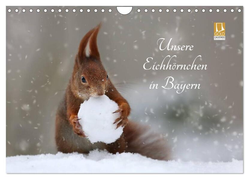 Unsere Eichhörnchen in Bayern (Wandkalender 2026 DIN A4 quer) CALVENDO Monatskalender