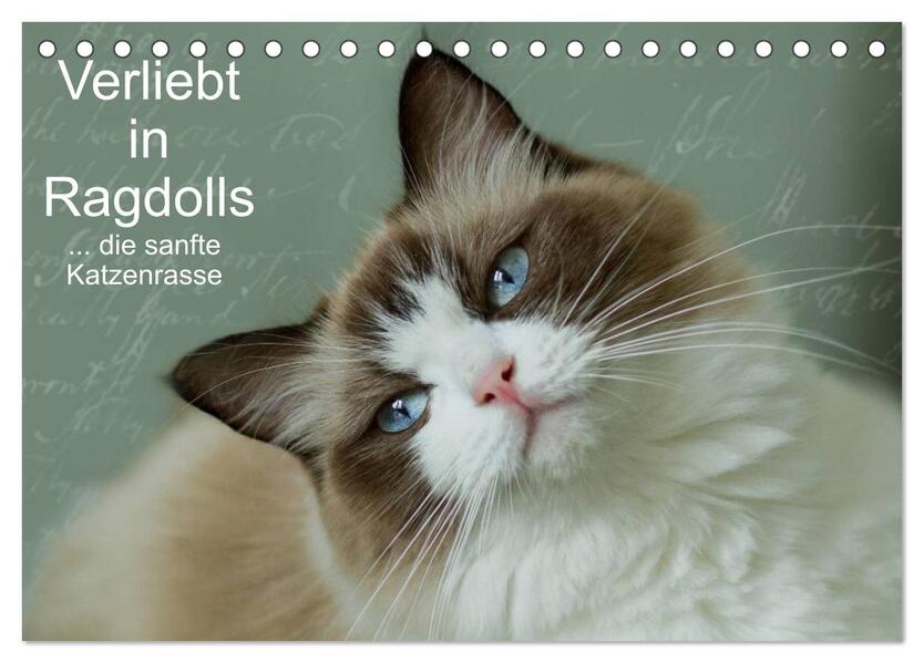 Verliebt in Ragdolls ... die sanfte Katzenrasse (Tischkalender 2026 DIN A5 quer) CALVENDO Monatskalender