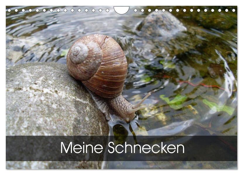Meine Schnecken (Wandkalender 2026 DIN A4 quer) CALVENDO Monatskalender