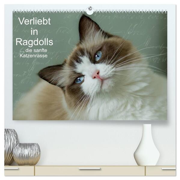 Verliebt in Ragdolls ... die sanfte Katzenrasse (hochwertiger Premium Wandkalender 2026 DIN A2 quer) Kunstdruck in Hochglanz