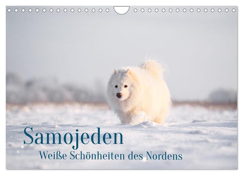 Samojeden - Liebenswerte Fellkugeln (Wandkalender 2026 DIN A4 quer) CALVENDO Monatskalender