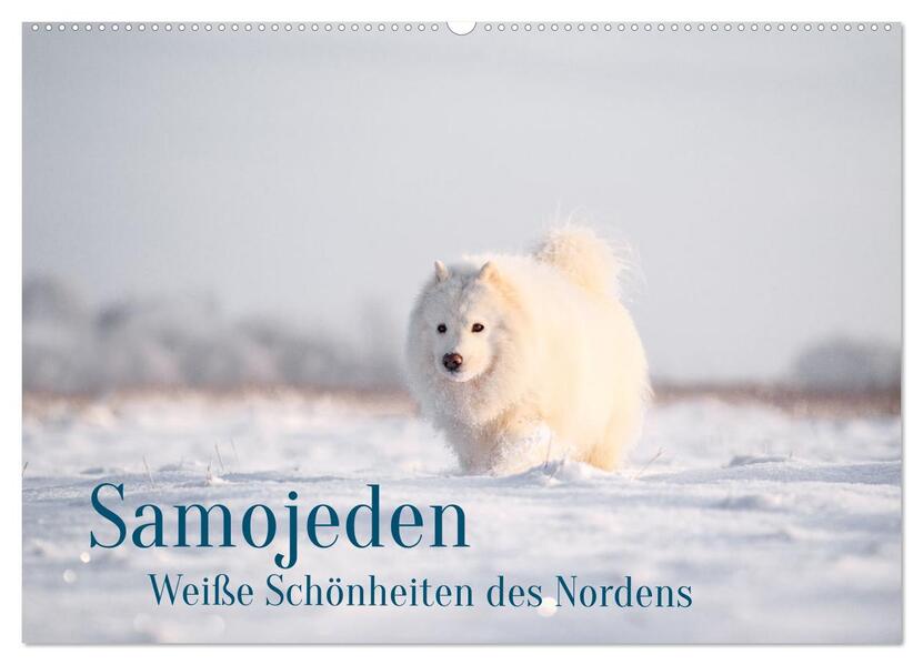 Samojeden - Liebenswerte Fellkugeln (Wandkalender 2026 DIN A2 quer) CALVENDO Monatskalender