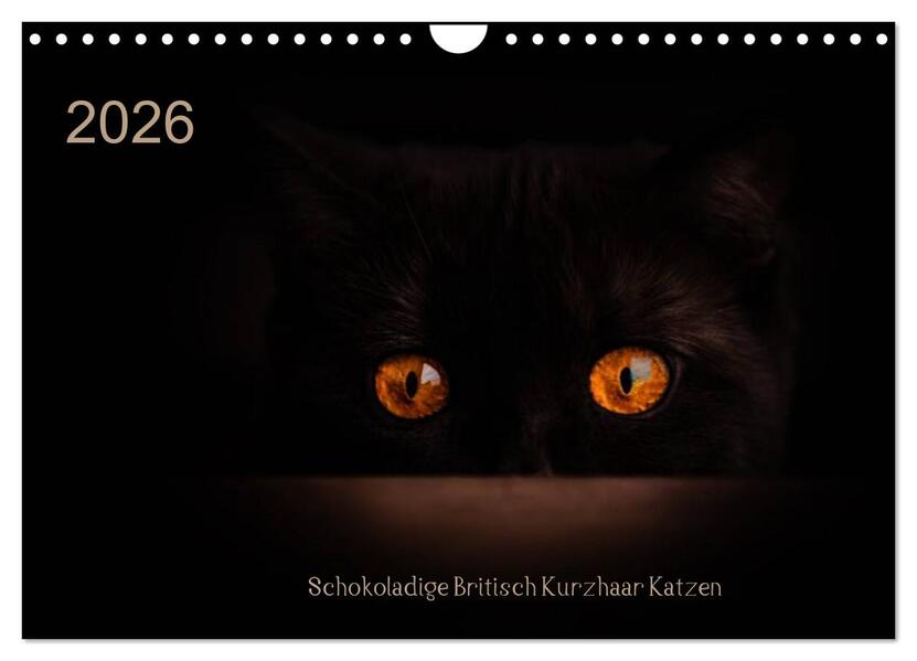 Schokoladige Britisch Kurzhaar Katzen (Wandkalender 2026 DIN A4 quer) CALVENDO Monatskalender