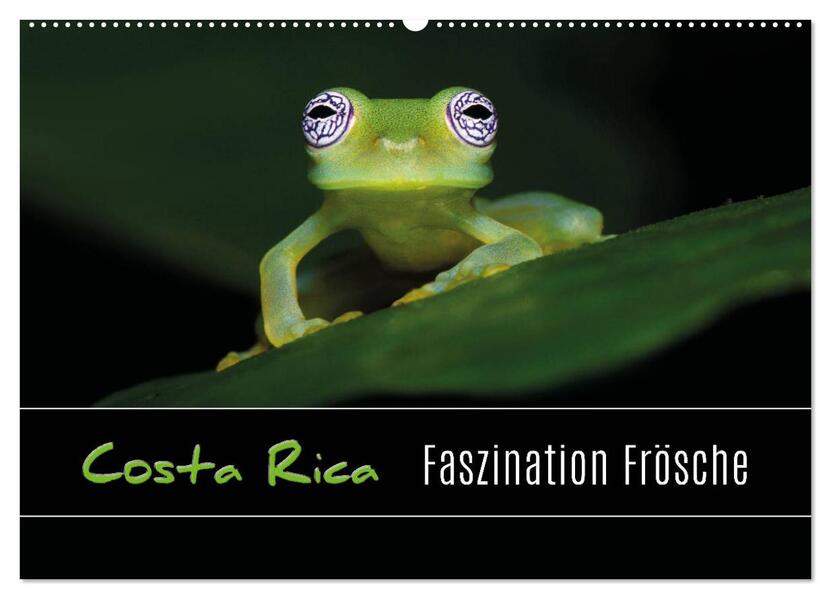 Costa Rica - Faszination Frösche (Wandkalender 2026 DIN A2 quer) CALVENDO Monatskalender
