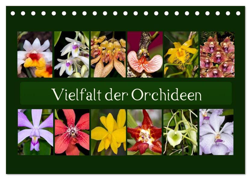 Vielfalt der Orchideen (Tischkalender 2026 DIN A5 quer) CALVENDO Monatskalender
