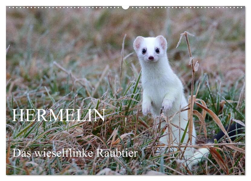 Hermelin - das wieselflinke Raubtier (Wandkalender 2026 DIN A2 quer) CALVENDO Monatskalender