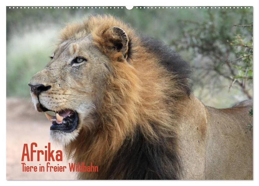 Afrika. Tiere in freier Wildbahn (Wandkalender 2026 DIN A2 quer) CALVENDO Monatskalender
