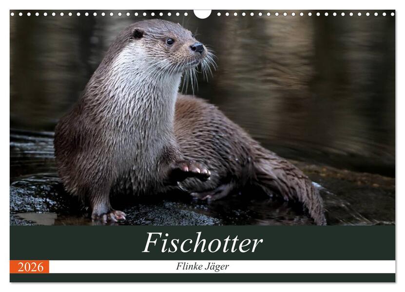 Fischotter flinke Jäger (Wandkalender 2026 DIN A3 quer) CALVENDO Monatskalender