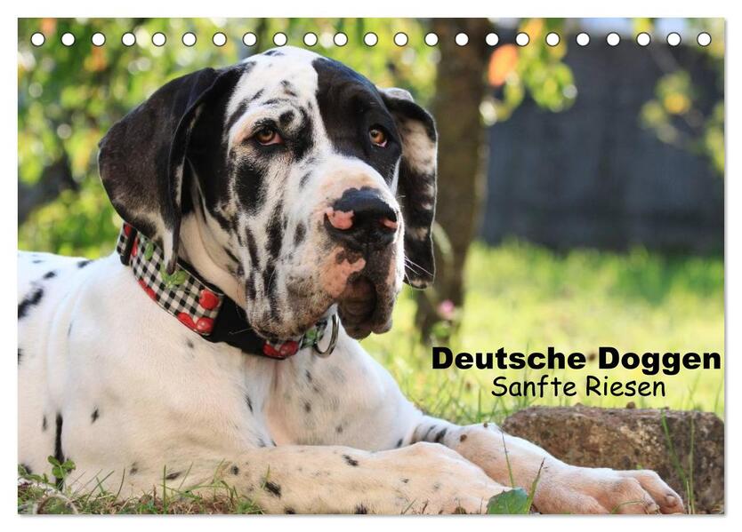 Deutsche Doggen - Sanfte Riesen (Tischkalender 2026 DIN A5 quer) CALVENDO Monatskalender