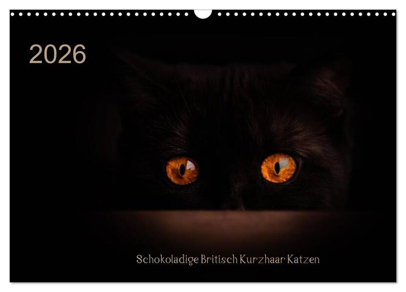 Schokoladige Britisch Kurzhaar Katzen (Wandkalender 2026 DIN A3 quer) CALVENDO Monatskalender