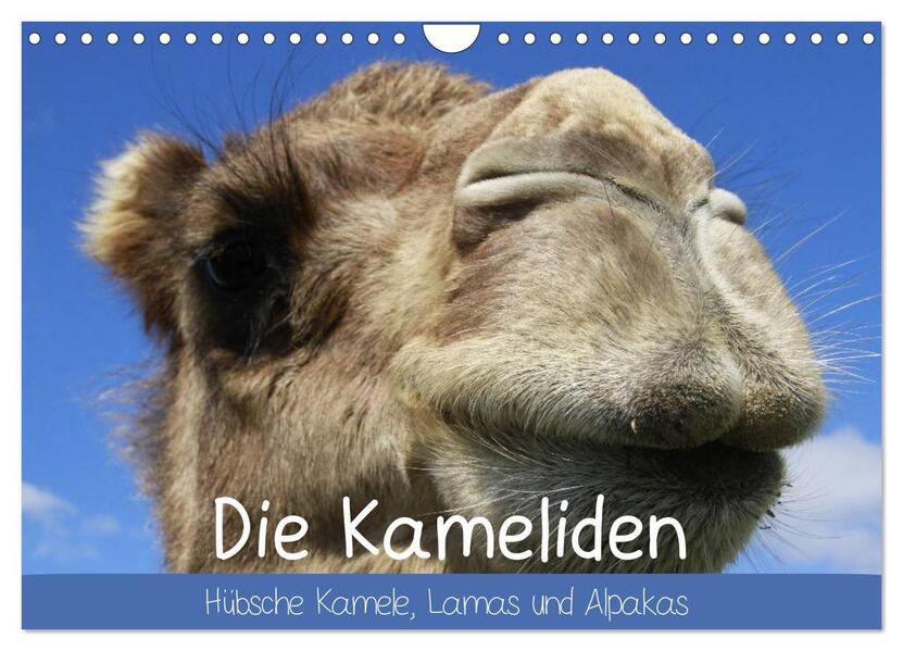 Die Kameliden. Hübsche Kamele Lamas und Alpakas (Wandkalender 2026 DIN A4 quer) CALVENDO Monatskalender