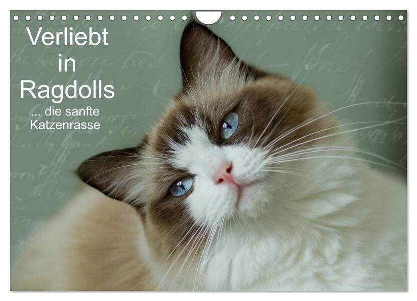 Verliebt in Ragdolls ... die sanfte Katzenrasse (Wandkalender 2026 DIN A4 quer) CALVENDO Monatskalender