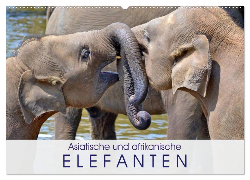 Asiatische und afrikanische Elefanten (Wandkalender 2026 DIN A2 quer) CALVENDO Monatskalender