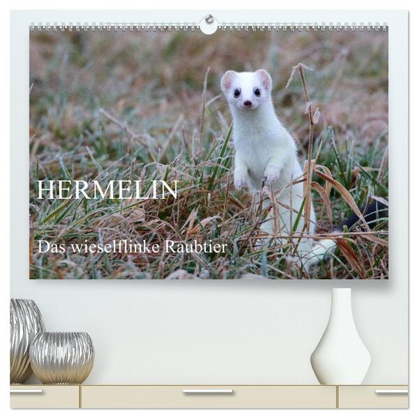 Hermelin - das wieselflinke Raubtier (hochwertiger Premium Wandkalender 2026 DIN A2 quer) Kunstdruck in Hochglanz
