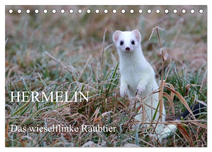 Hermelin - das wieselflinke Raubtier (Tischkalender 2026 DIN A5 quer) CALVENDO Monatskalender