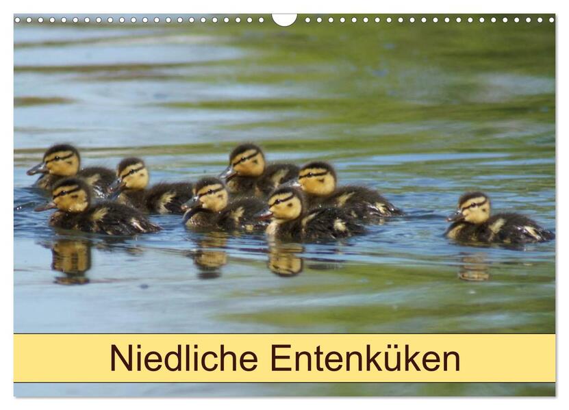 Niedliche Entenküken (Wandkalender 2026 DIN A3 quer) CALVENDO Monatskalender