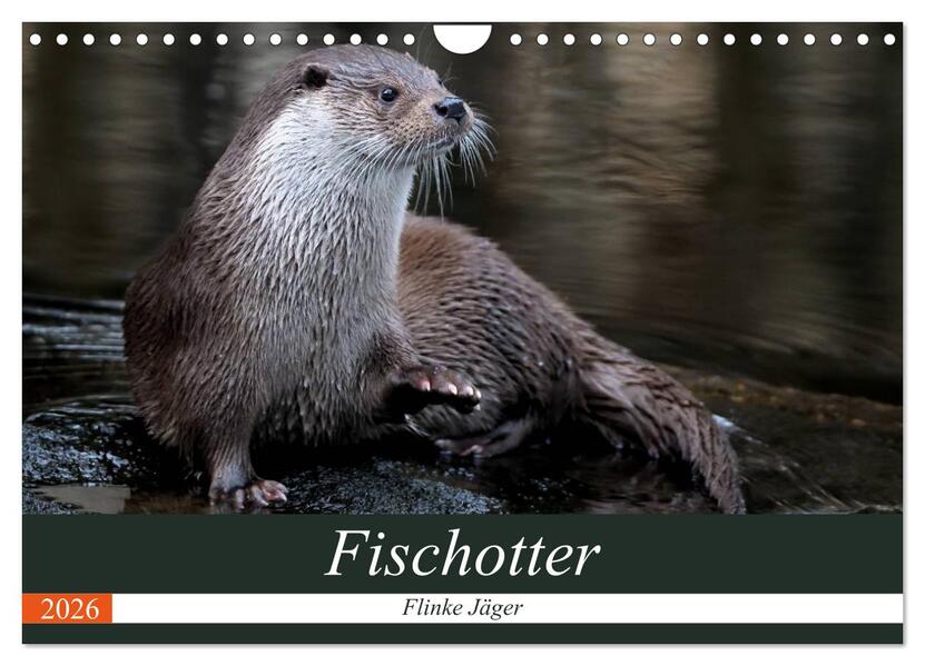 Fischotter flinke Jäger (Wandkalender 2026 DIN A4 quer) CALVENDO Monatskalender