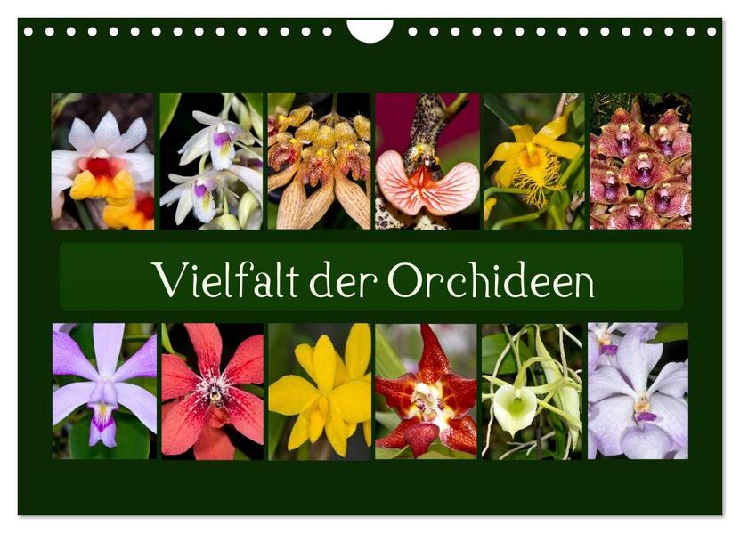 Vielfalt der Orchideen (Wandkalender 2026 DIN A4 quer) CALVENDO Monatskalender