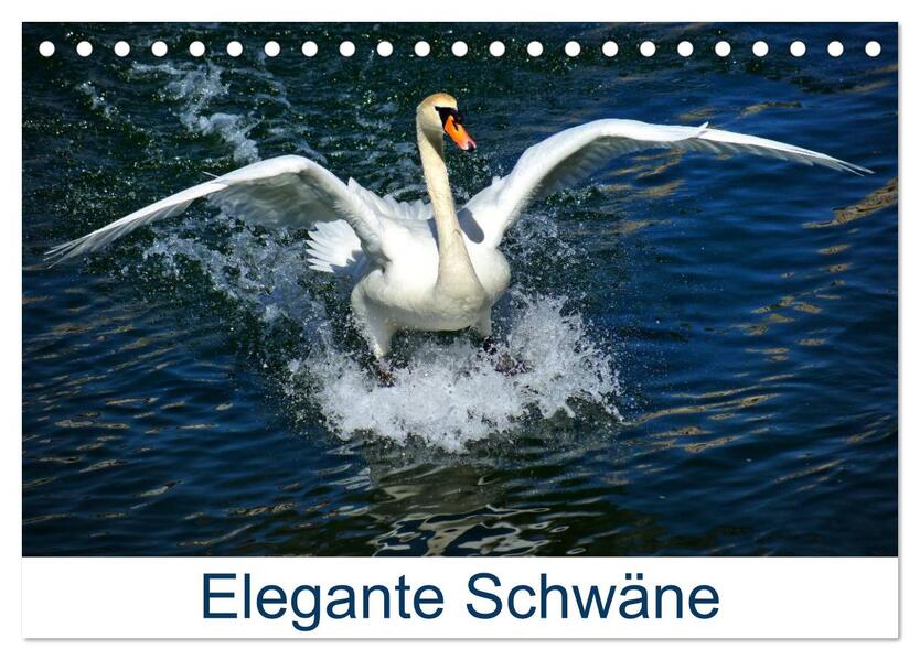 Elegante Schwäne (Tischkalender 2026 DIN A5 quer) CALVENDO Monatskalender