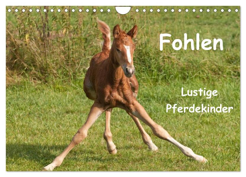 Fohlen - Lustige Pferdekinder (Wandkalender 2026 DIN A4 quer) CALVENDO Monatskalender