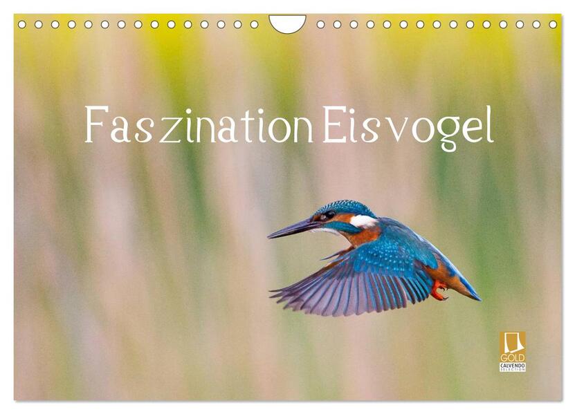 Faszination Eisvogel (Wandkalender 2026 DIN A4 quer) CALVENDO Monatskalender